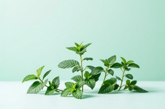 Blog Post - Peppermint